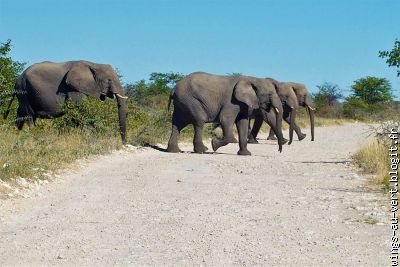 la marche des éléphants